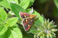 Pyrausta aurata