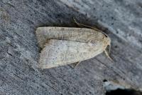 Hoplodrina ambigua/blanda