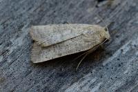 Hoplodrina ambigua/blanda