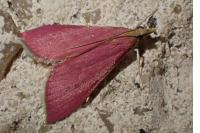 Pyrausta inornatalis