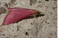 Pyrausta inornatalis