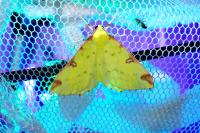 Opisthograptis luteolata