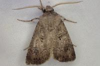 Agrotis bigramma