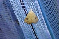 Rivula sericealis