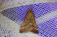 Synaphe punctalis