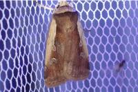 Ochropleura plecta