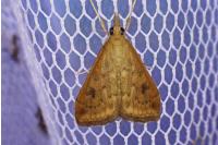 Udea ferrugalis