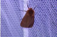 Phragmatobia fuliginosa