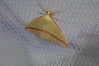 Rhodometra sacraria