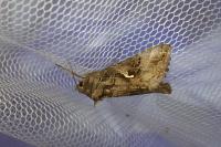 Autographa gamma