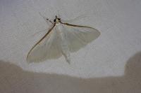 Palpita vitrealis