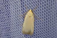 Katha depressa