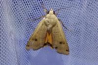 Noctua pronuba