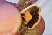 Noctua janthe