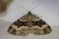 Epirrhoe alternata