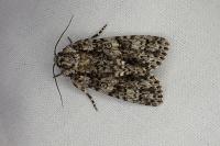 Acronicta rumicis