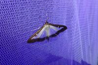 Cydalima perspectalis