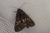 Aedia leucomelas