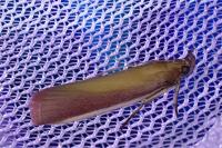 Oncocera semirubella