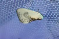 Cilix glaucata