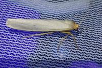 Eilema caniola
