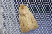 Mythimna ferrago