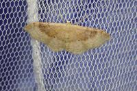 Idaea degeneraria