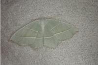 Campaea margaritaria