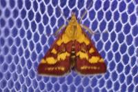 Pyrausta purpuralis