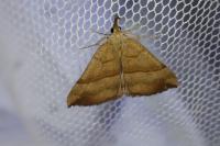 Hypena proboscidalis