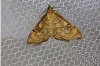 Anania verbascalis