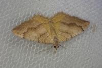 Camptogramma bilineata