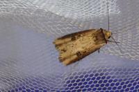 Axylia putris