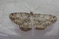 Hypomecis roboraria