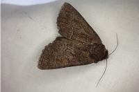 Thalpophila matura
