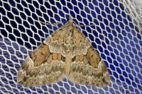 Thera britannica/variata