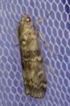 Dioryctria abietella
