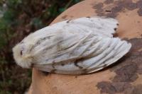 Lymantria dispar
