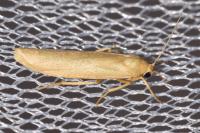 Indalia pygmaeola pallifrons
