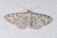 Eupithecia impurata