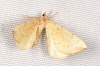 Gandaritis pyraliata
