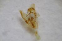 Phycitodes albatella