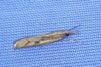 Agriphila geniculea