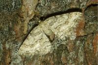 Ectropis crepuscularia
