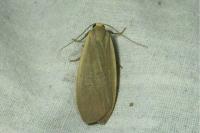 Collita griseola