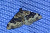 Epirrhoe galiata