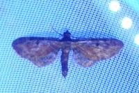 Eupithecia icterata