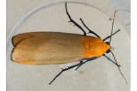 Lithosia quadra