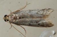 Ephestia