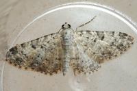 Eupithecia semigraphata